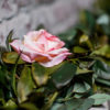 RCP_0052