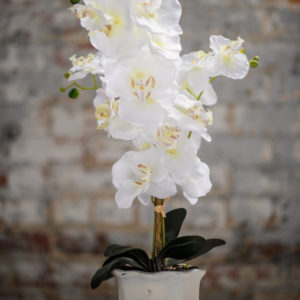 Planter w/ White Orchids